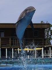 Elele doing a straight jump