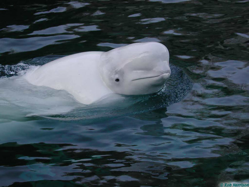 beluga whale. Beluga Whale Pictures